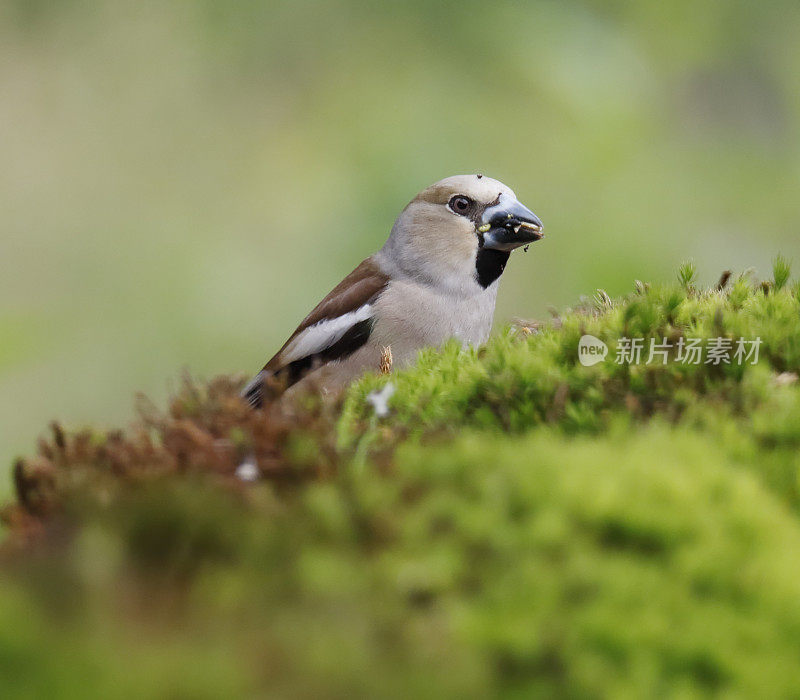 黄翅雀(Coccothraustes Coccothraustes)雌性食